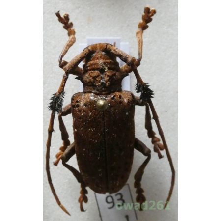 Aristobia freneyi Schmitt, 1992 28mm Thailand93